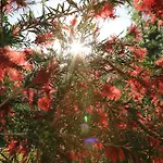 Yonca 아드라산