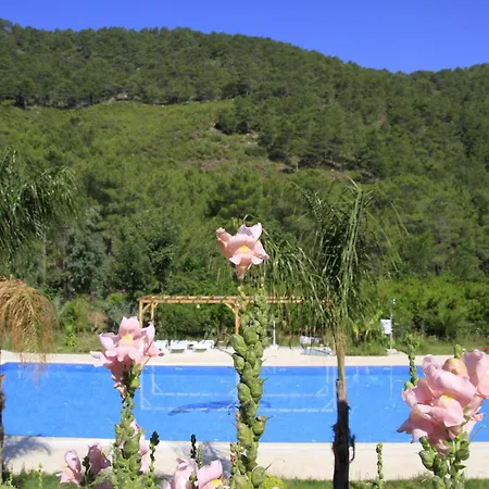 Yonca