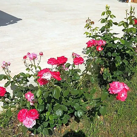 Yonca 호텔 아드라산