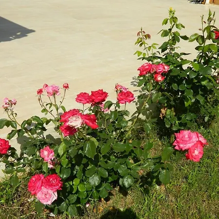 Hotel Yonca